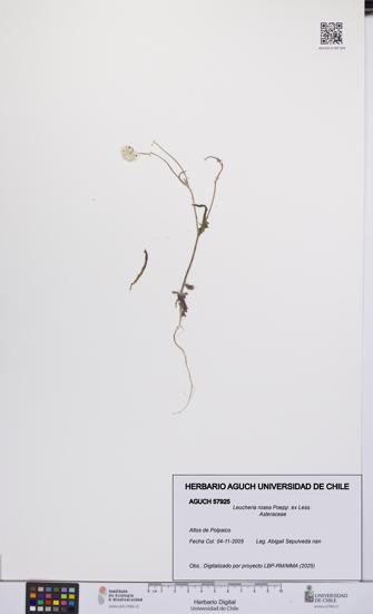 Leucheria rosea [Espécimen: UCH:AGUCH:0057925]