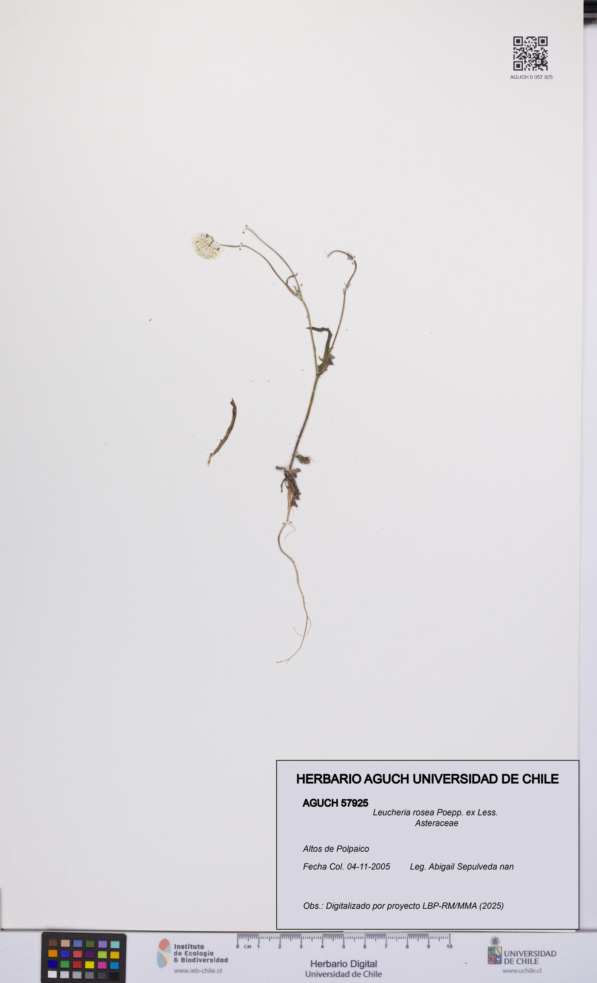 Leucheria rosea [Espécimen: UCH:AGUCH:0057925]