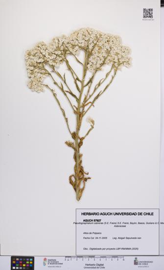 Pseudognaphalium cabrerae [Espécimen: UCH:AGUCH:0057927]