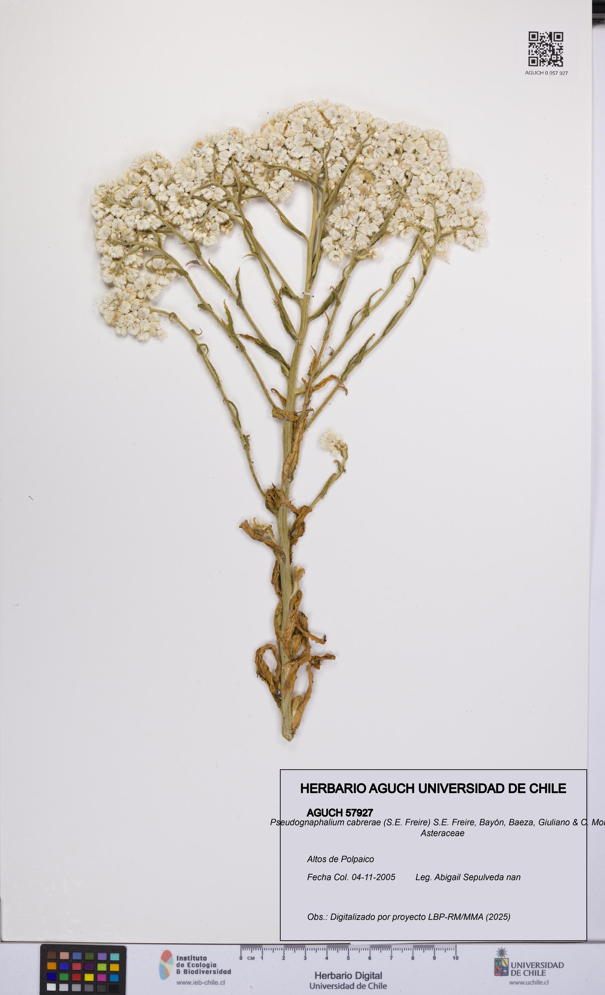 Pseudognaphalium cabrerae [Espécimen: UCH:AGUCH:0057927]