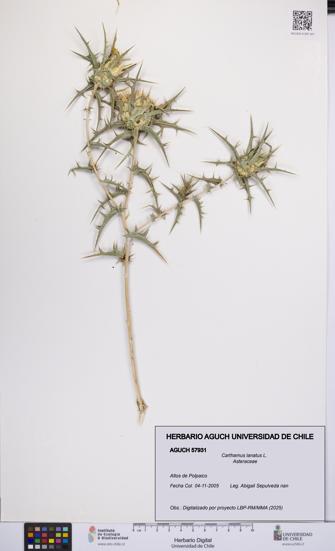 Carthamus lanatus [Espécimen: UCH:AGUCH:0057931]