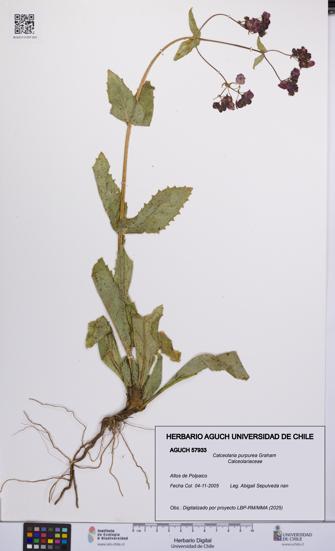Calceolaria purpurea [Espécimen: UCH:AGUCH:0057933]