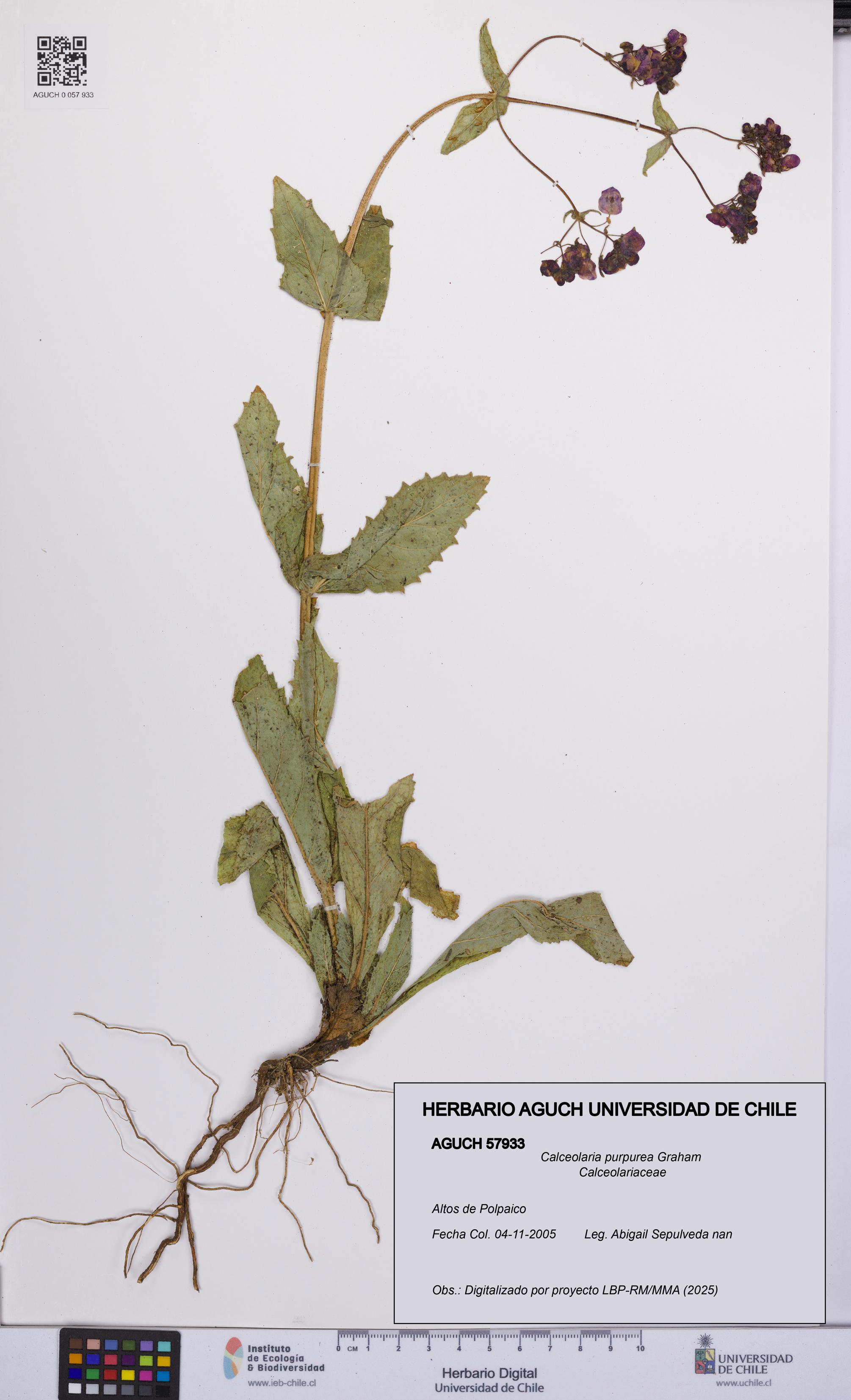 Calceolaria purpurea [Espécimen: UCH:AGUCH:0057933]