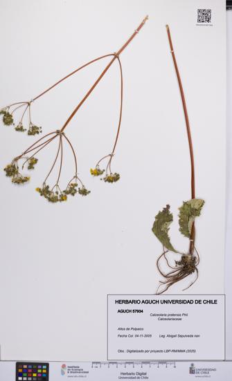 Calceolaria pratensis [Espécimen: UCH:AGUCH:0057934]