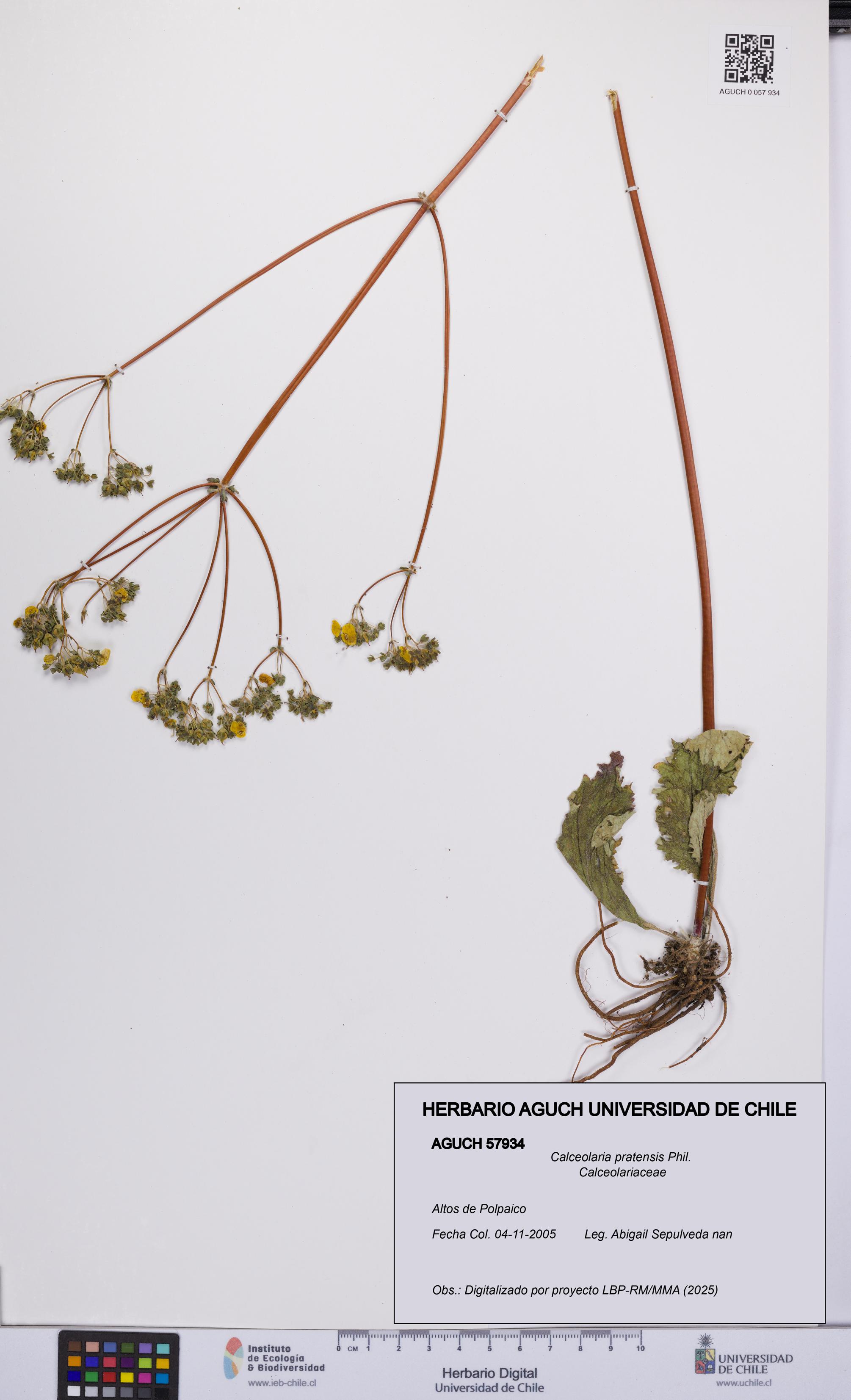 Calceolaria pratensis [Espécimen: UCH:AGUCH:0057934]