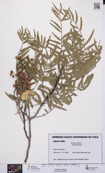 Schinus areira [Espécimen: UCH:AGUCH:0057939]