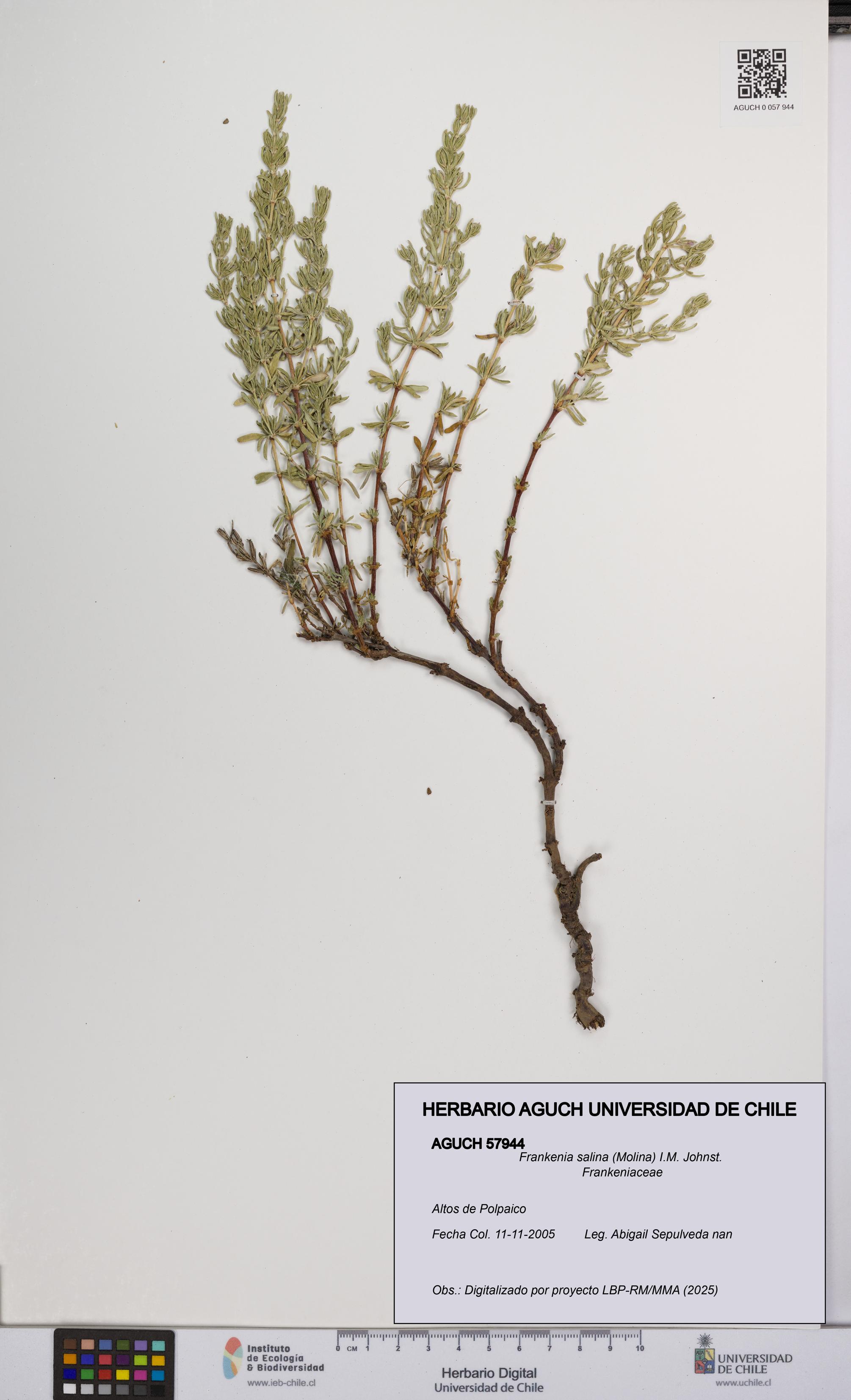 Frankenia salina [Espécimen: UCH:AGUCH:0057944]