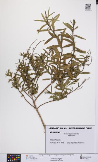 Baccharis paniculata [Espécimen: UCH:AGUCH:0057947]
