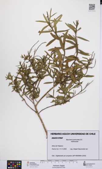 Baccharis paniculata [Espécimen: UCH:AGUCH:0057947]