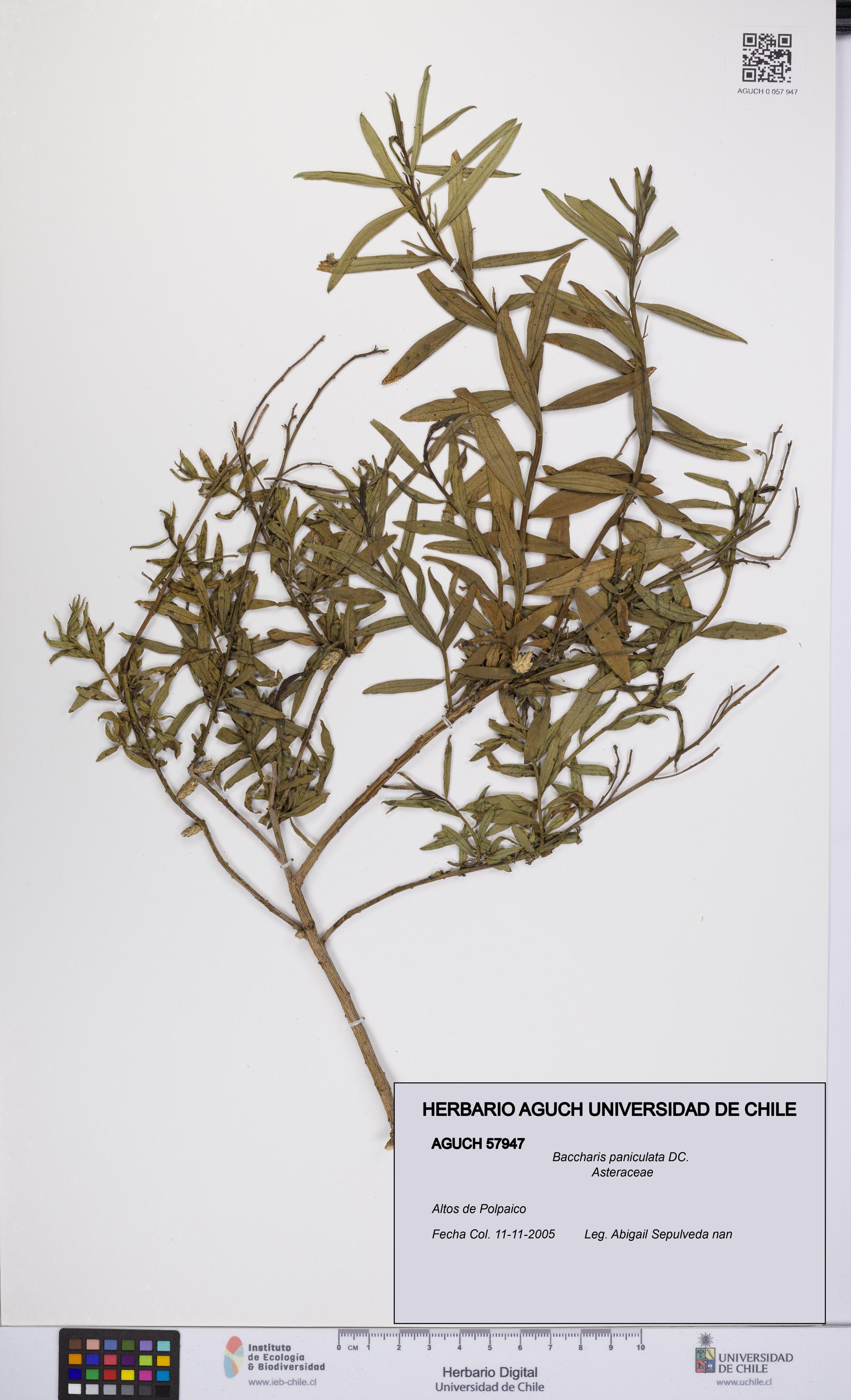 Baccharis paniculata [Espécimen: UCH:AGUCH:0057947]