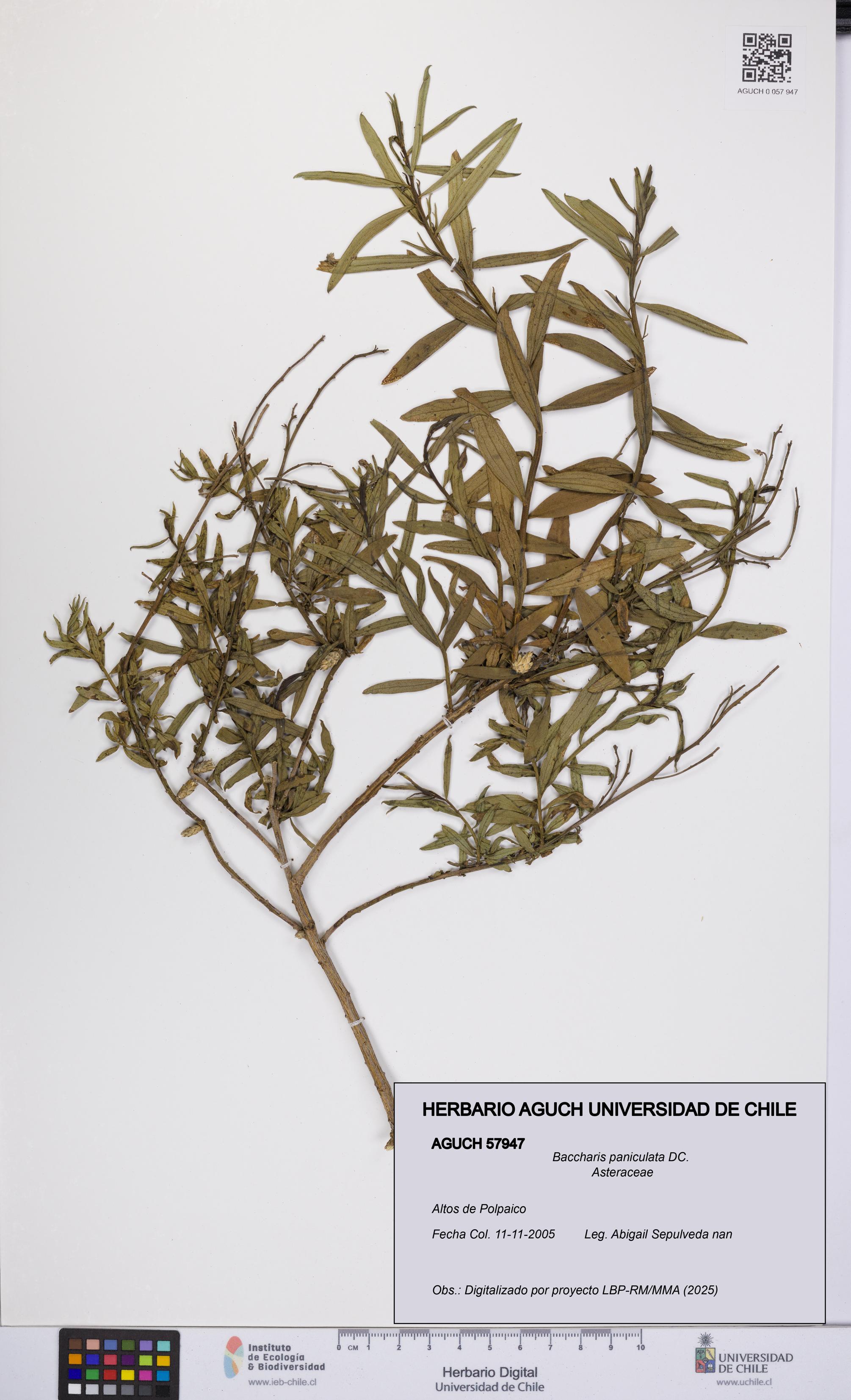 Baccharis paniculata [Espécimen: UCH:AGUCH:0057947]