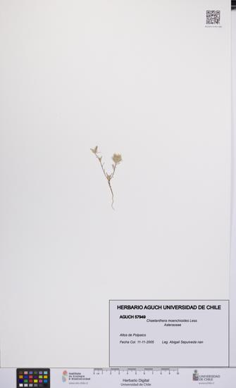 Chaetanthera moenchioides [Espécimen: UCH:AGUCH:0057949]