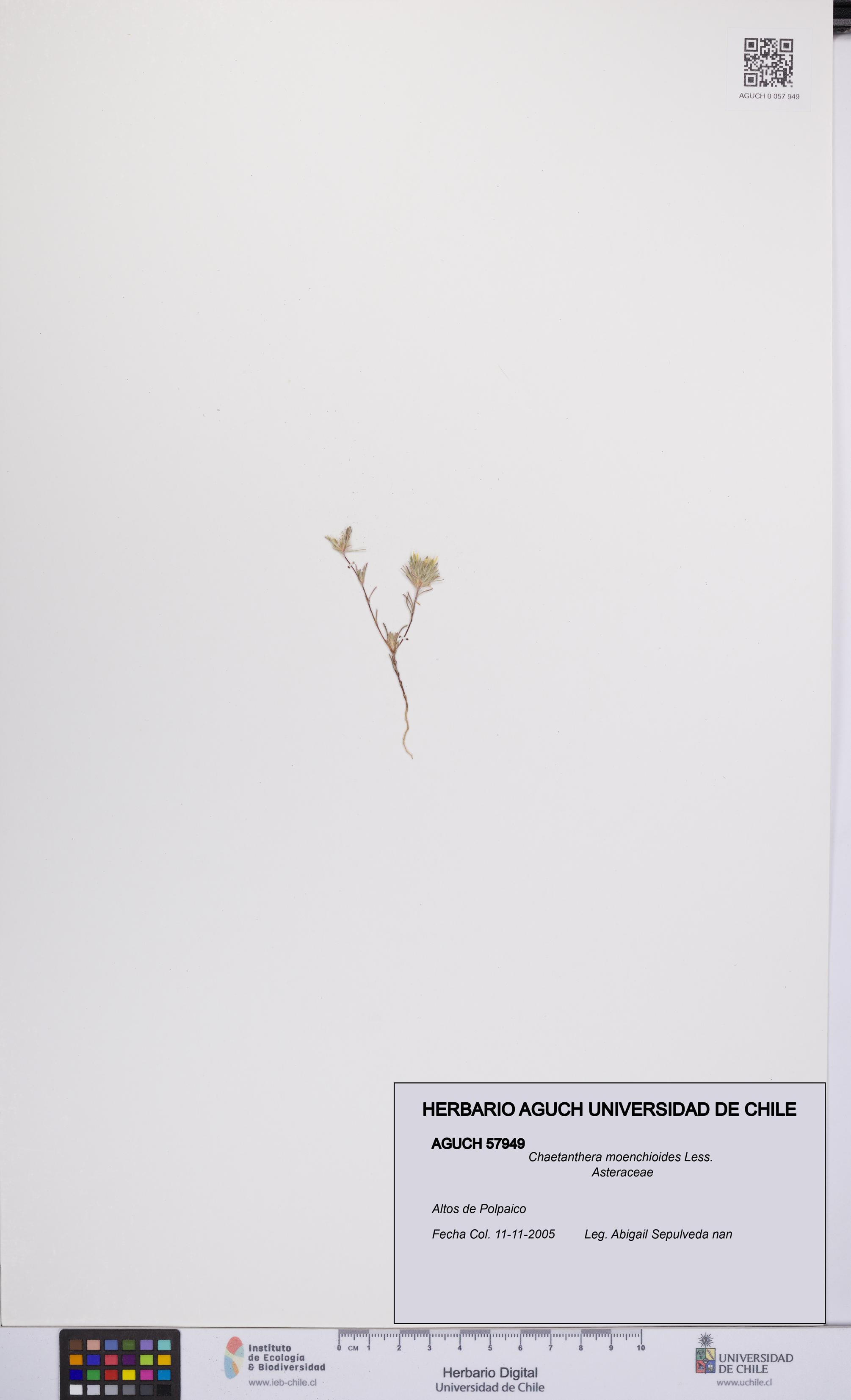 Chaetanthera moenchioides [Espécimen: UCH:AGUCH:0057949]