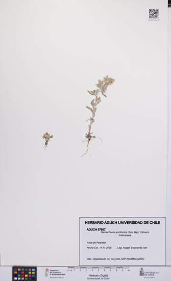 Gamochaeta spiciformis [Espécimen: UCH:AGUCH:0057957]