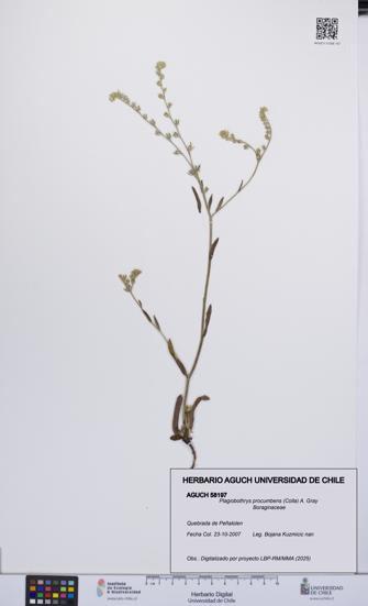 Plagiobothrys procumbens [Espécimen: UCH:AGUCH:0058197]