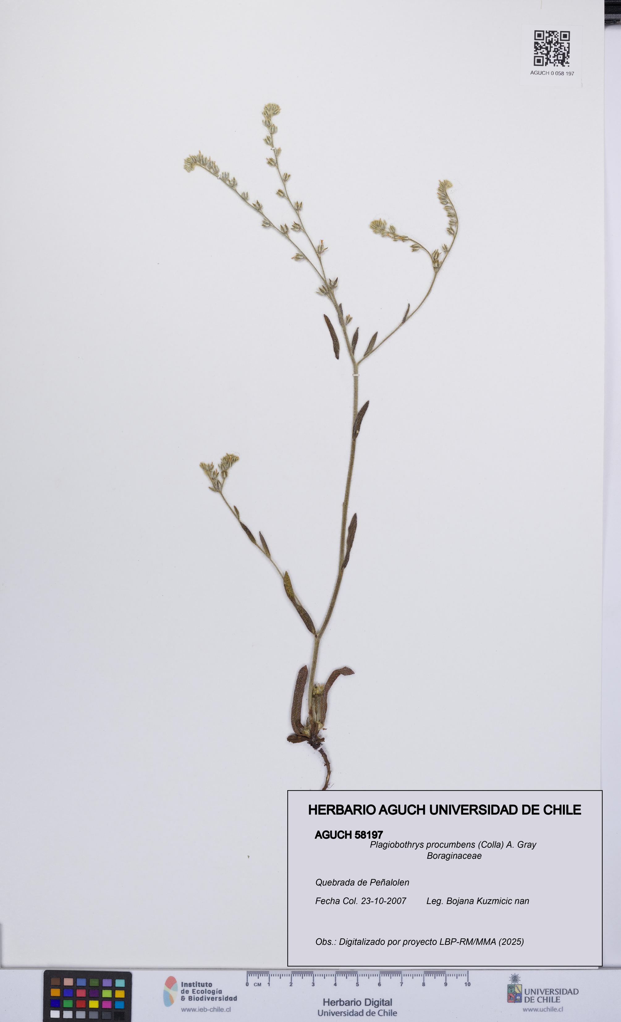 Plagiobothrys procumbens [Espécimen: UCH:AGUCH:0058197]