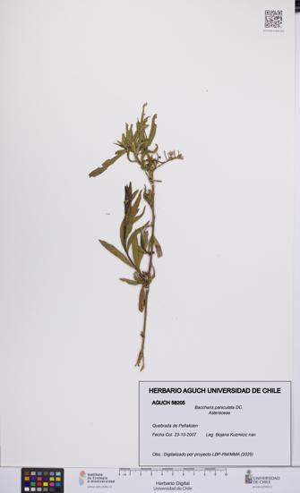 Baccharis paniculata [Espécimen: UCH:AGUCH:0058205]