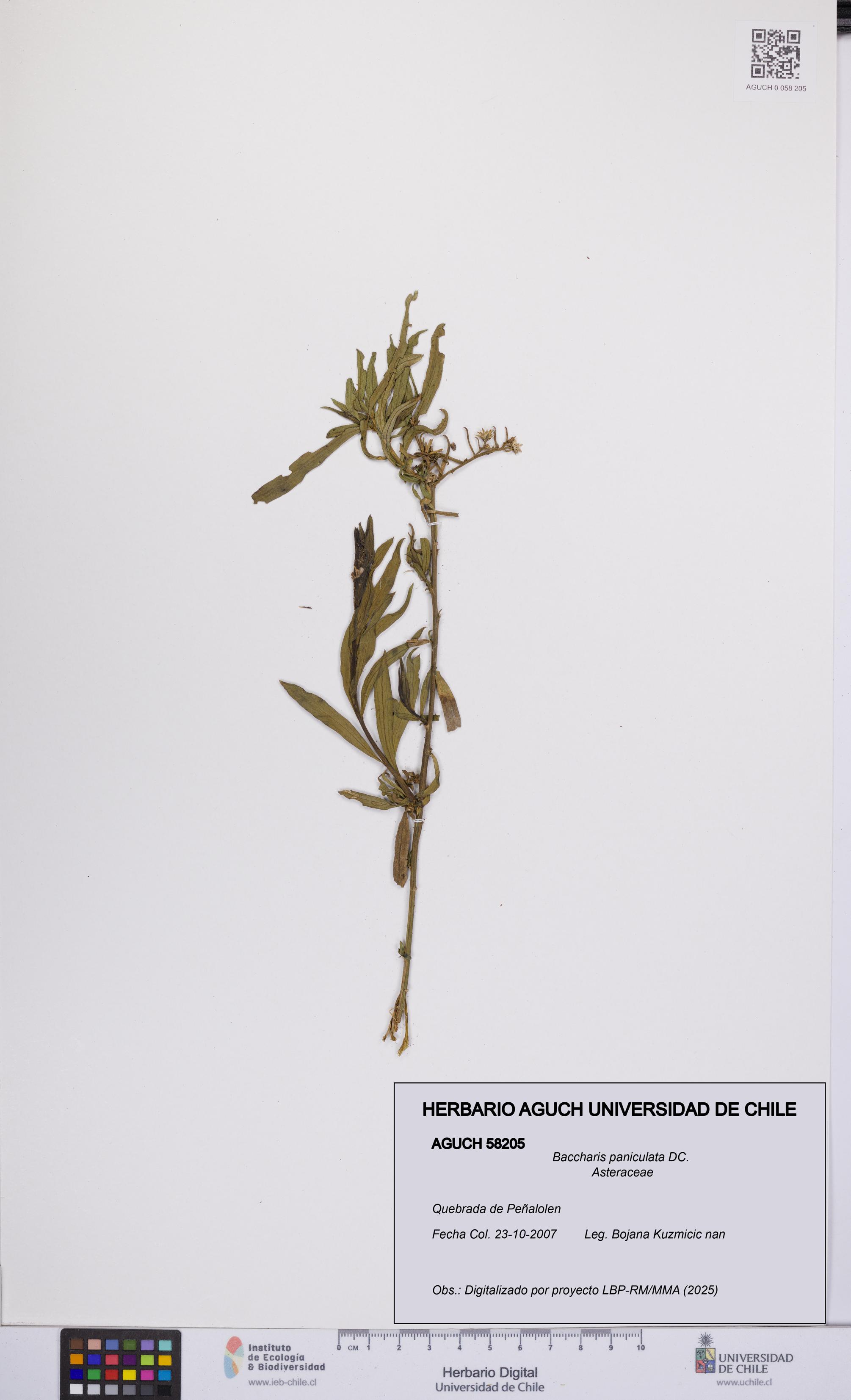 Baccharis paniculata [Espécimen: UCH:AGUCH:0058205]