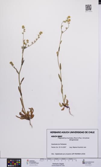 Plagiobothrys muricatus [Espécimen: ]
