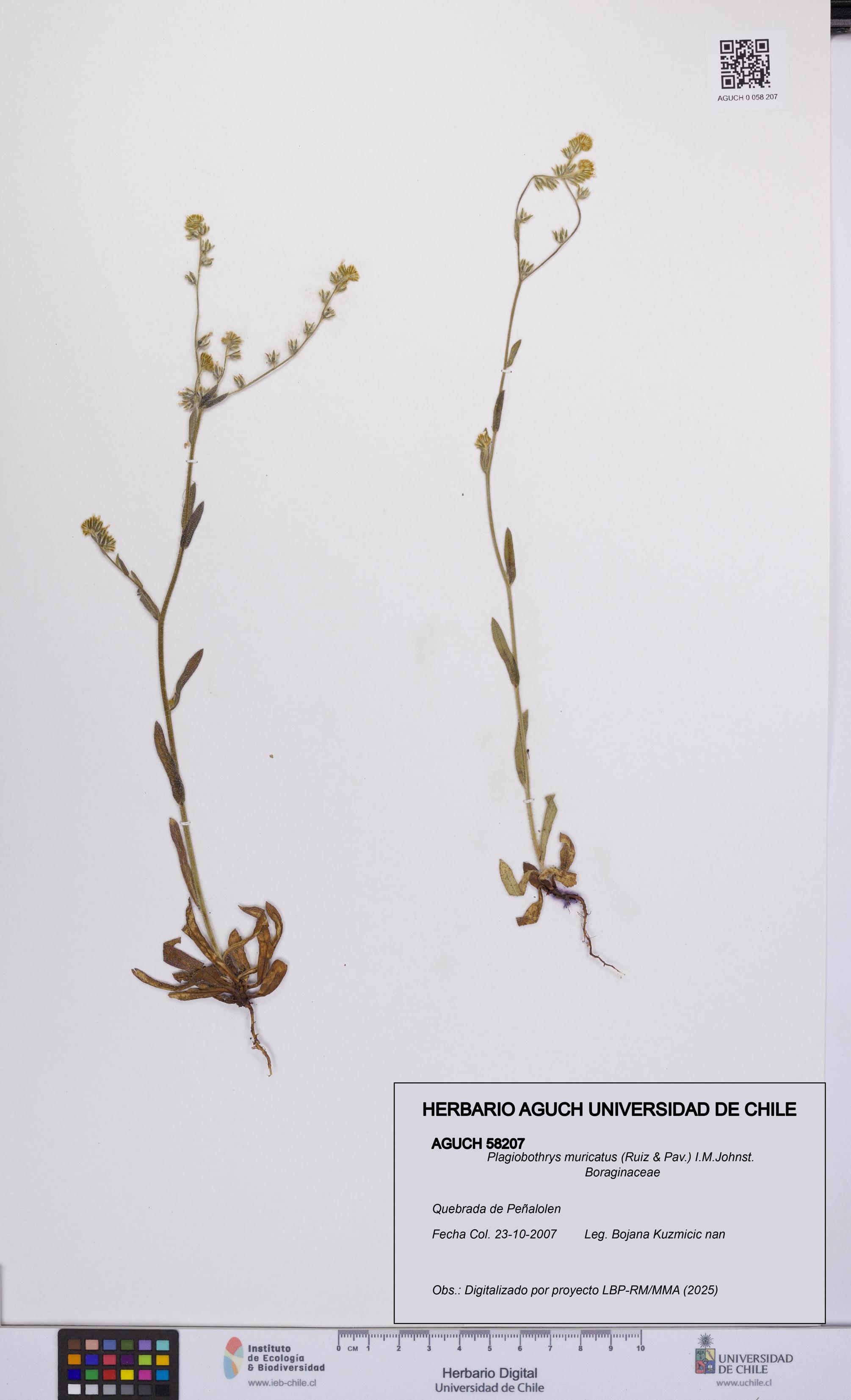 Plagiobothrys muricatus [Espécimen: ]