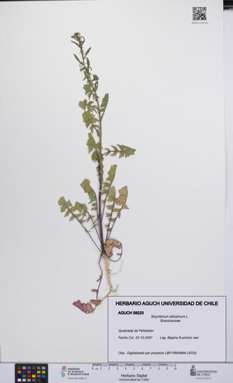 Sisymbrium altissimum [Espécimen: UCH:AGUCH:0058223]