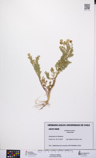 Anthemis cotula [Espécimen: UCH:AGUCH:0058228]