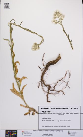 Pseudognaphalium cabrerae [Espécimen: UCH:AGUCH:0058264]