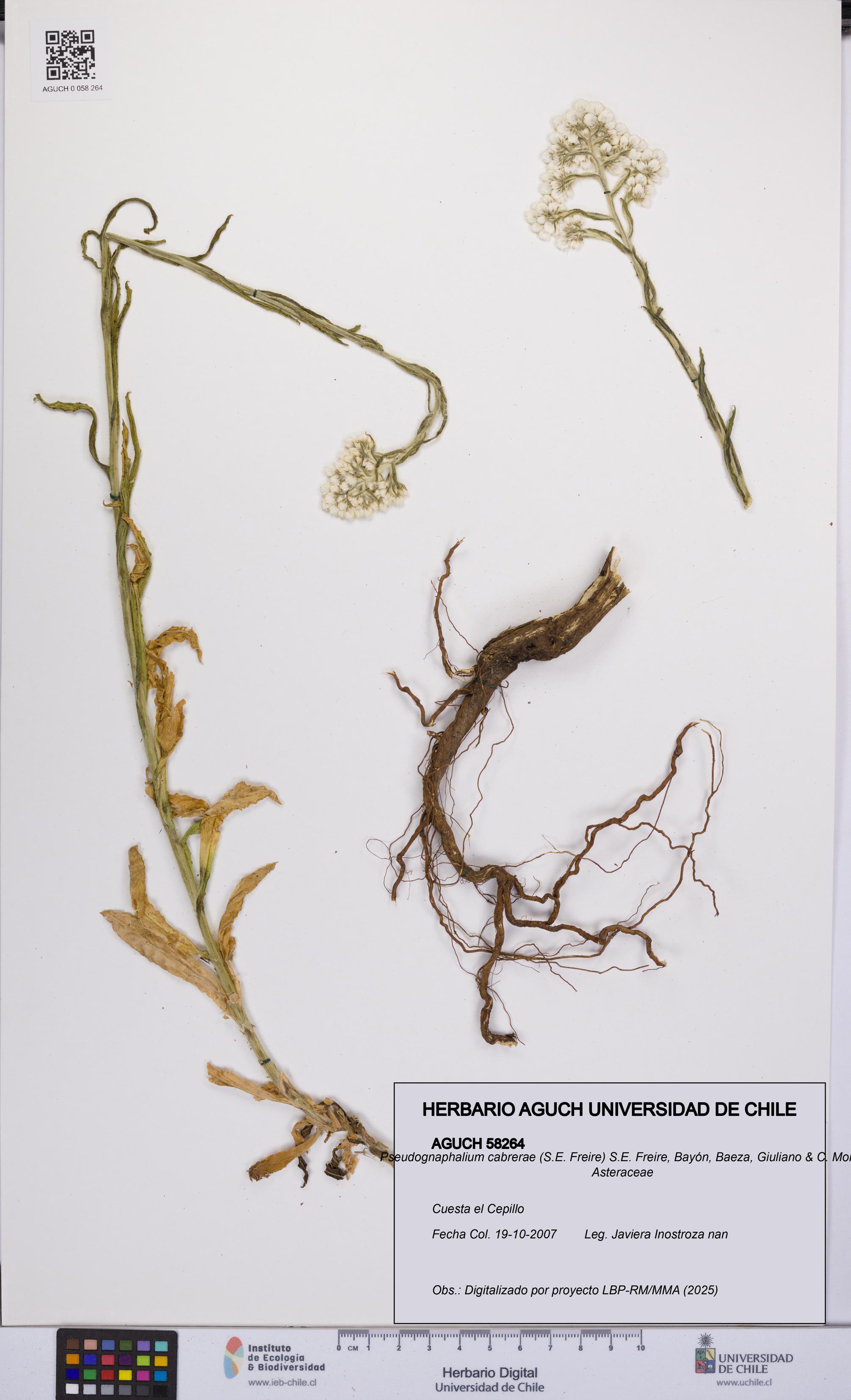 Pseudognaphalium cabrerae [Espécimen: UCH:AGUCH:0058264]