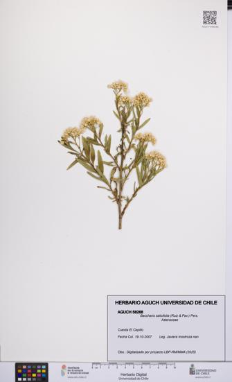 Baccharis salicifolia [Espécimen: UCH:AGUCH:0058268]