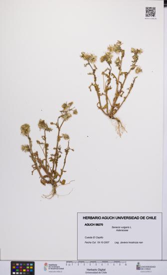Senecio vulgaris [Espécimen: UCH:AGUCH:0058270]