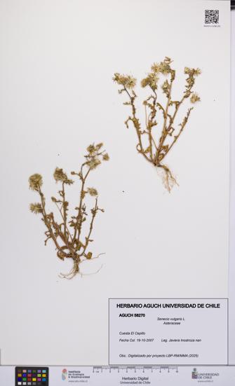 Senecio vulgaris [Espécimen: UCH:AGUCH:0058270]