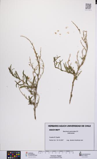 Baccharis paniculata [Espécimen: UCH:AGUCH:0058277]