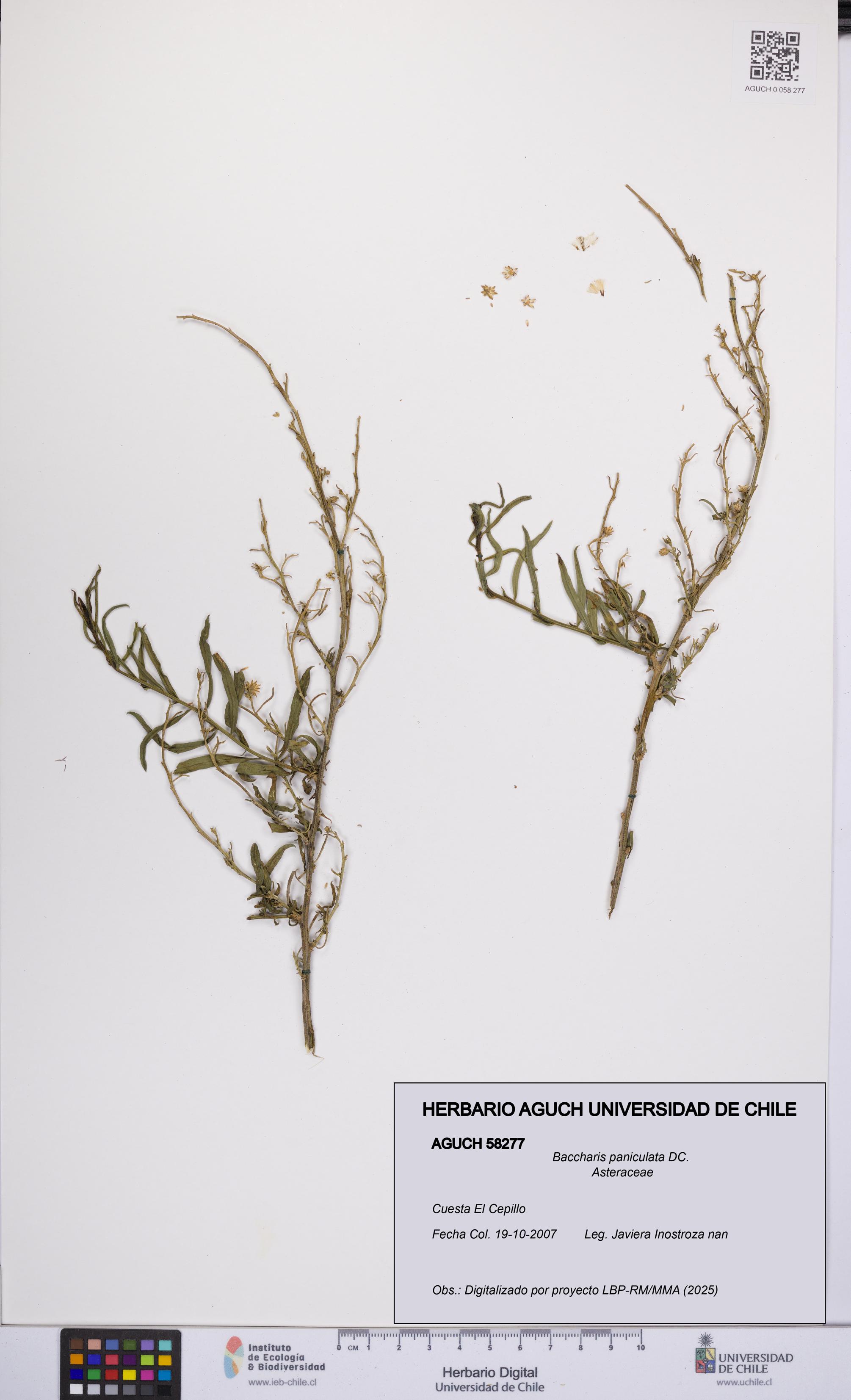 Baccharis paniculata [Espécimen: UCH:AGUCH:0058277]
