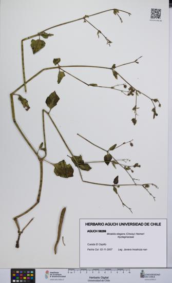 Mirabilis elegans [Espécimen: UCH:AGUCH:0058289]
