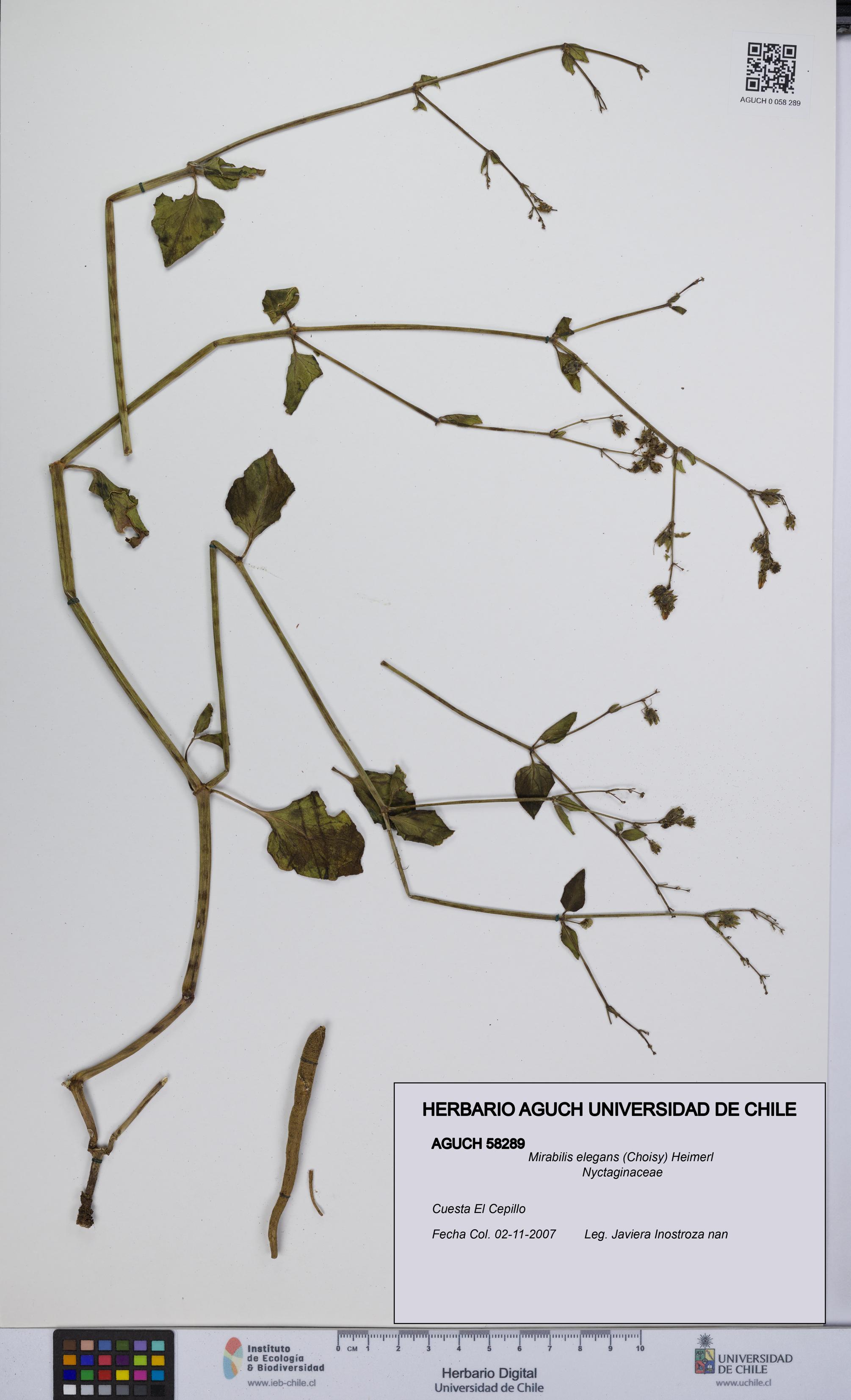 Mirabilis elegans [Espécimen: UCH:AGUCH:0058289]