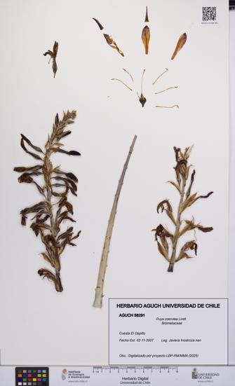 Puya coerulea [Espécimen: UCH:AGUCH:0058291]