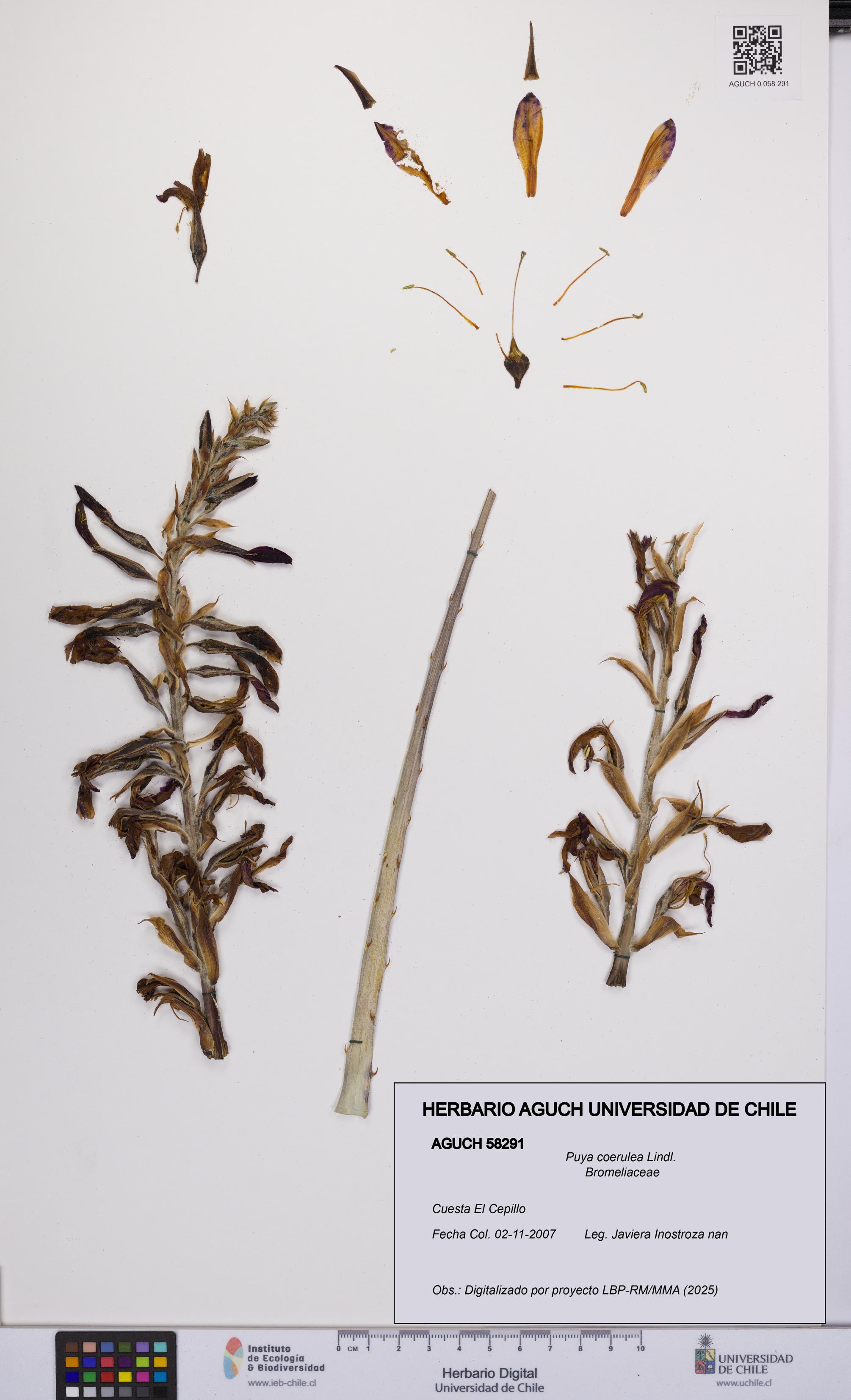 Puya coerulea [Espécimen: UCH:AGUCH:0058291]