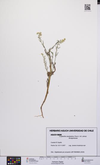 Cryptantha clandestina [Espécimen: UCH:AGUCH:0058292]