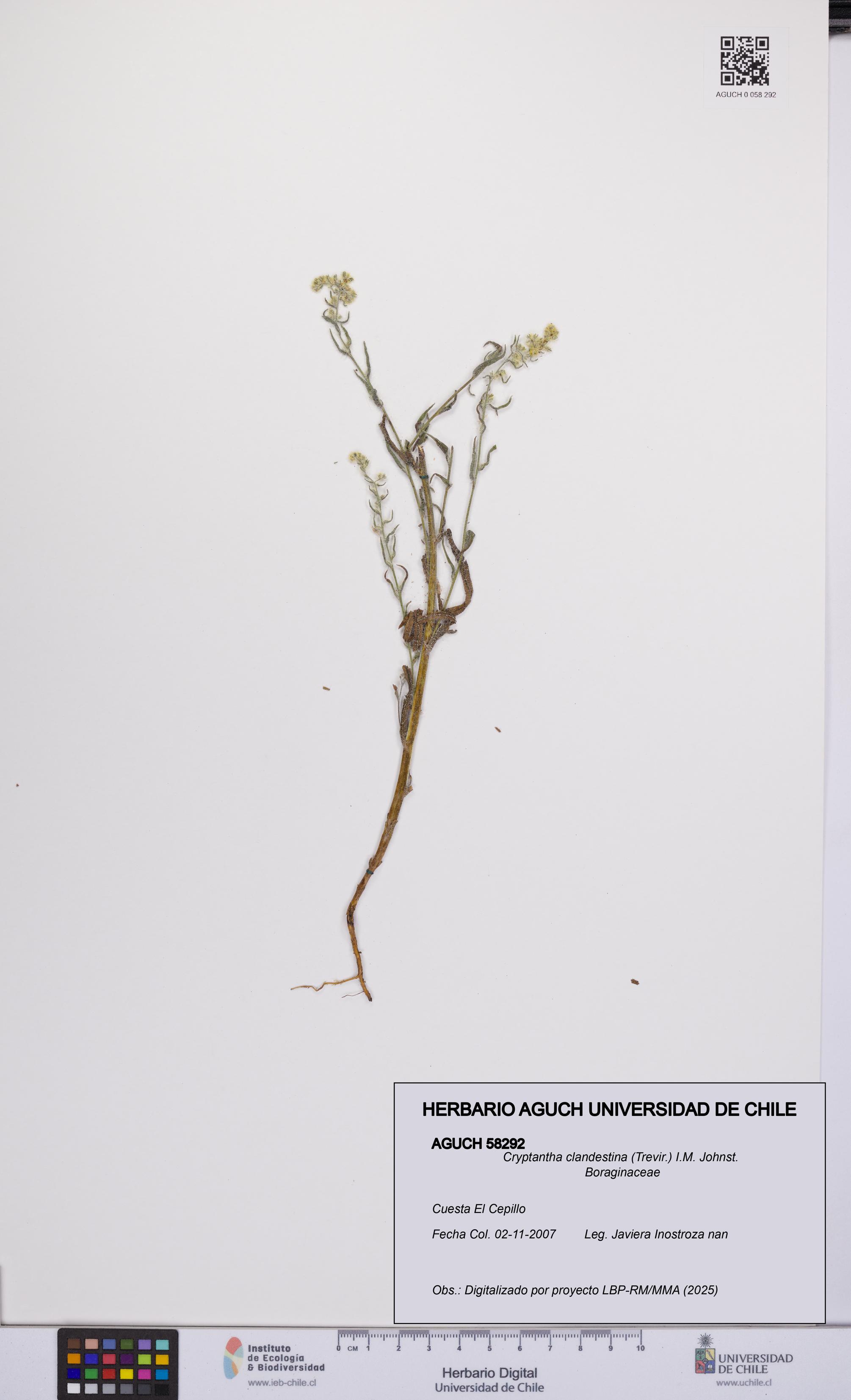 Cryptantha clandestina [Espécimen: UCH:AGUCH:0058292]