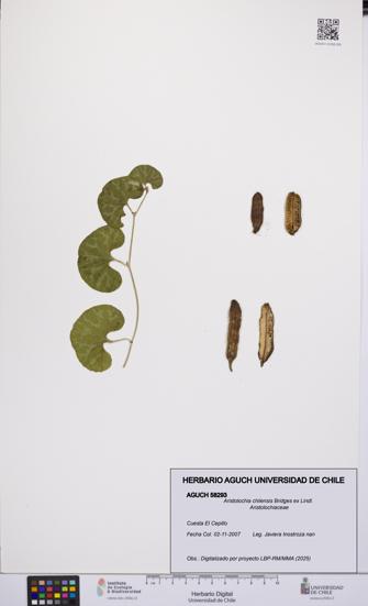 Aristolochia chilensis [Espécimen: UCH:AGUCH:0058293]