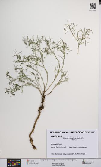 Adesmia microphylla [Espécimen: UCH:AGUCH:0058297]