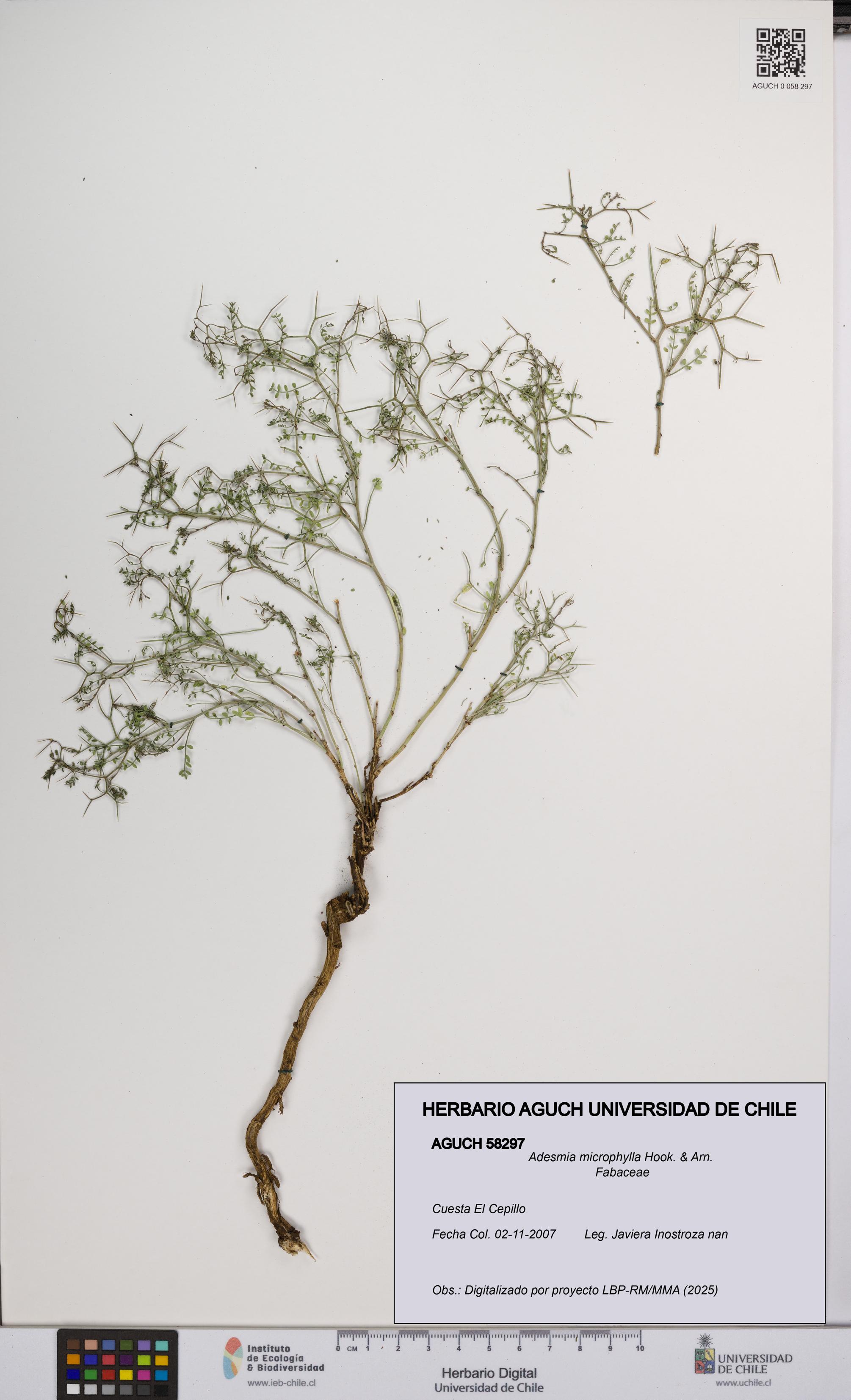 Adesmia microphylla [Espécimen: UCH:AGUCH:0058297]