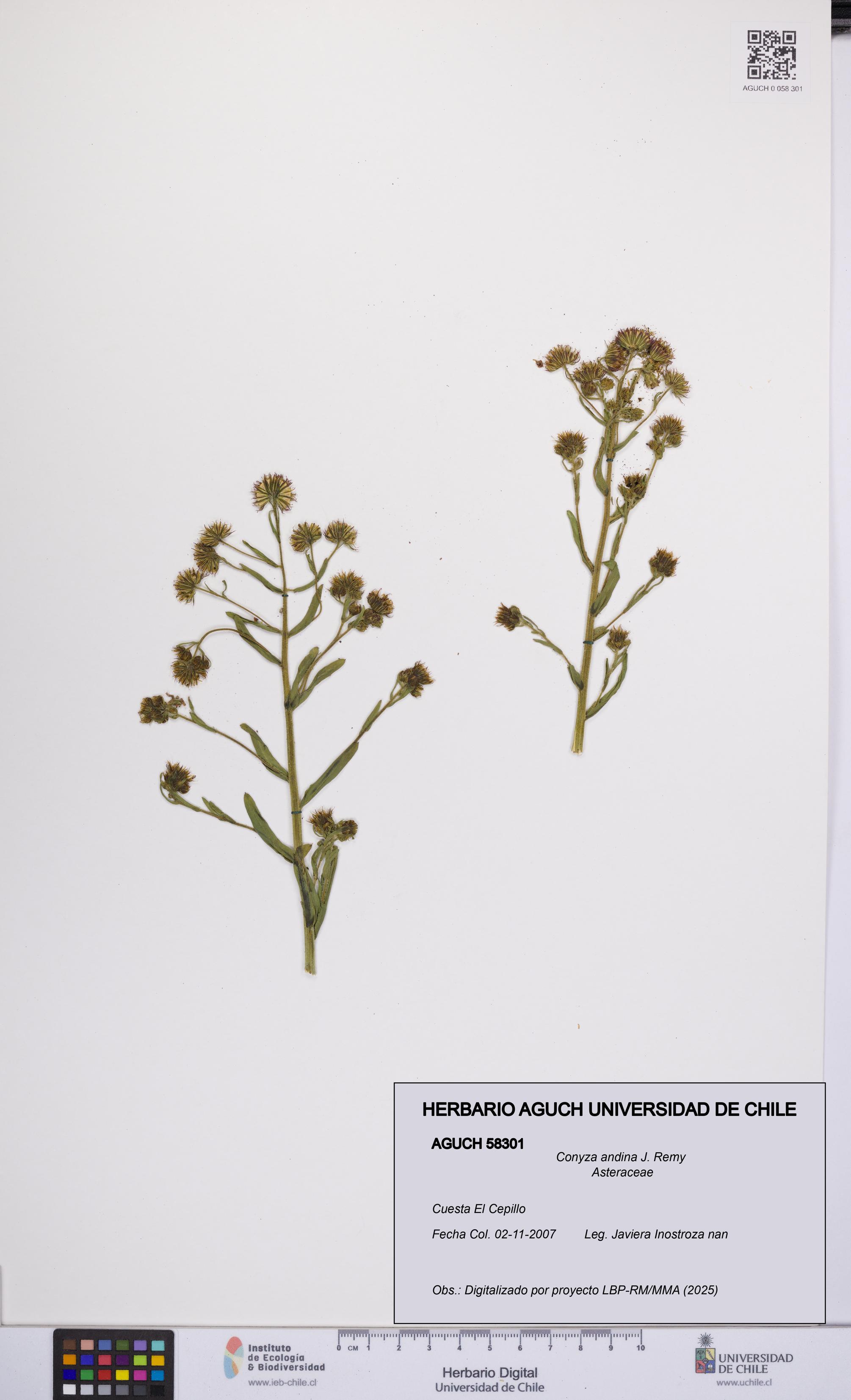Conyza andina [Espécimen: UCH:AGUCH:0058301]