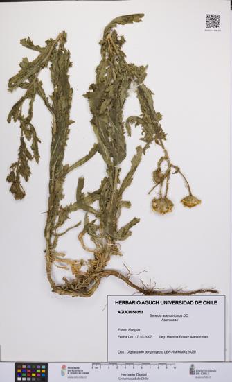 Senecio adenotrichius [Espécimen: UCH:AGUCH:0058353]