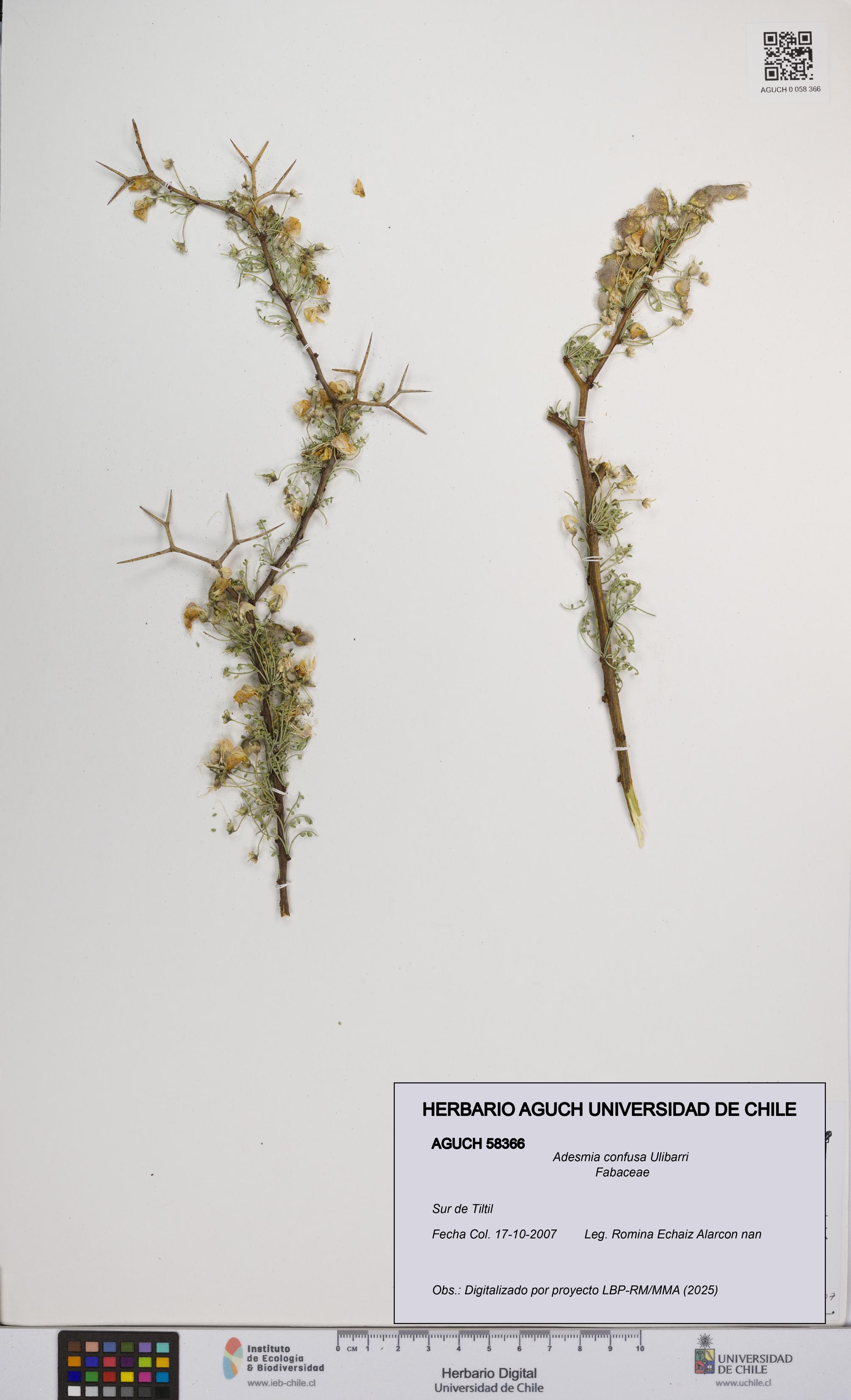 Adesmia confusa [Espécimen: UCH:AGUCH:0058366]