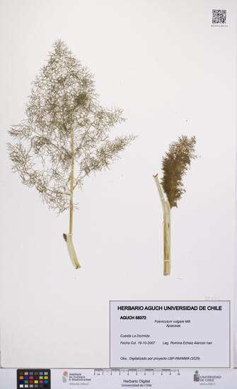Foeniculum vulgare [Espécimen: UCH:AGUCH:0058372]