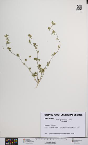 Medicago minima [Espécimen: UCH:AGUCH:0058374]