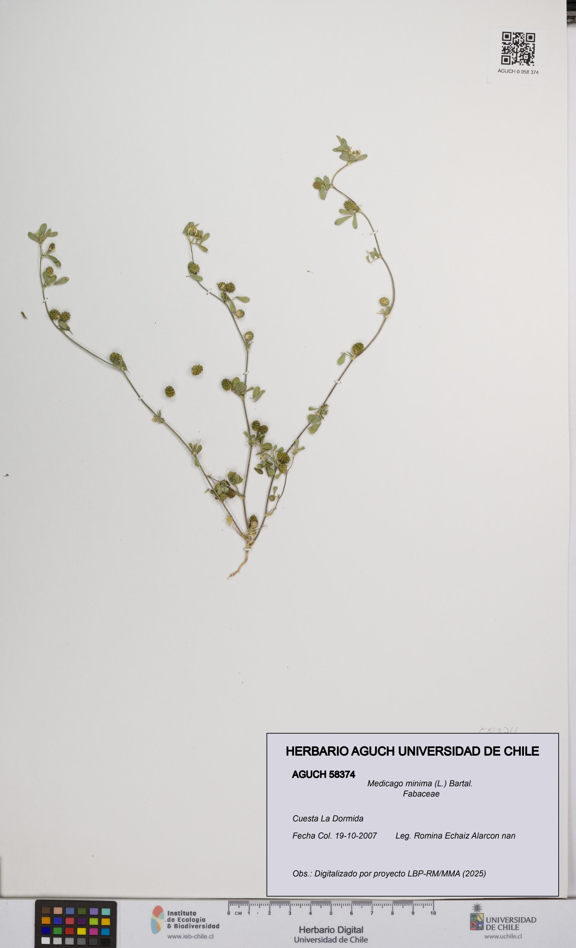 Medicago minima [Espécimen: UCH:AGUCH:0058374]