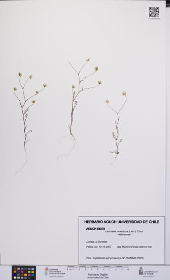 Leucheria tomentosa [Espécimen: UCH:AGUCH:0058378]