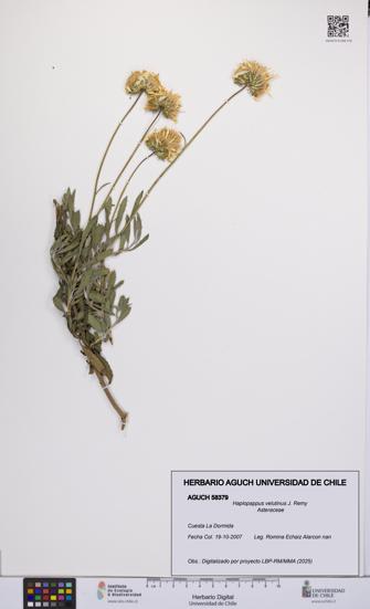 Haplopappus velutinus [Espécimen: UCH:AGUCH:0058379]